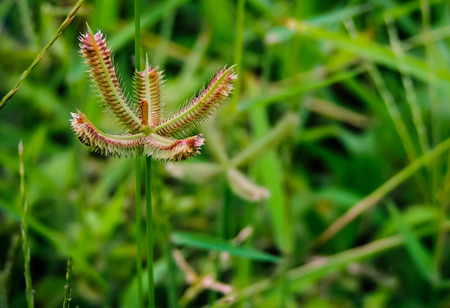 Spiny flower in grass landの写真素材