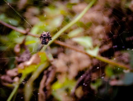 spiderweb background.の写真素材