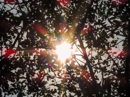 Sunflare in woodlandの写真素材