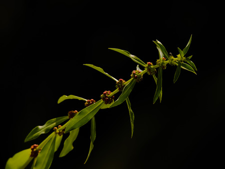Isolated green leafy branch on black background