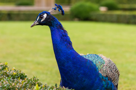 Beautiful Peacock At The Gardenの写真素材