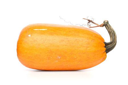 Orange Elongated Pumpkin On White Backgroundの写真素材