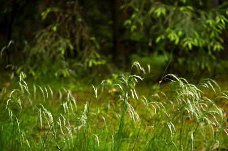 Grass after the rainの写真素材