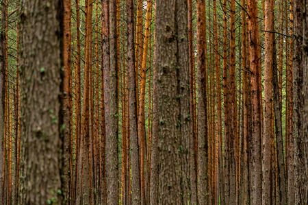 Deep forest