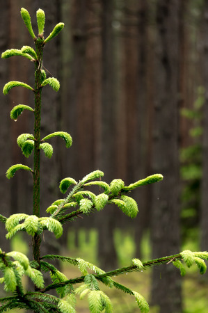 Fir tree after the rainの写真素材