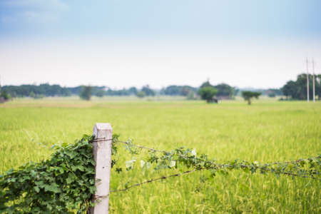 Fence with the field backgroundの写真素材