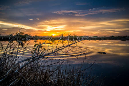 Dry branch with the lake background and waveの写真素材