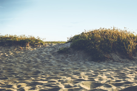Landscape photograph of a sandy beach with grass and green plants.