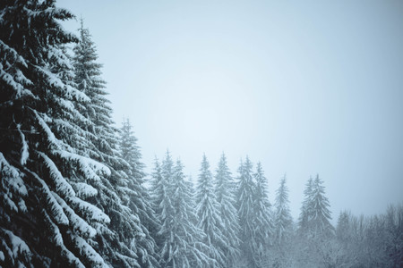 Snow capped trees in winter, Les Gets, France.の写真素材
