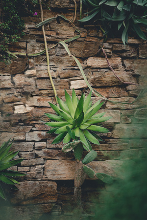 Exotic cacti. Various shapes and sizes, found in the Cactus Pavilion at the Botanical Gardens, Berlin, Germany.の写真素材