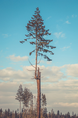 A young evergreen fir tree grows from the trunk of an older dead tree.の写真素材