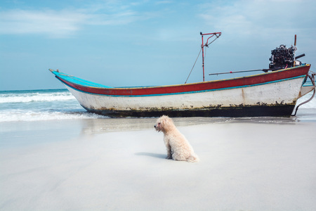 Picture of a dog on a sandy beach next to a boat.の写真素材