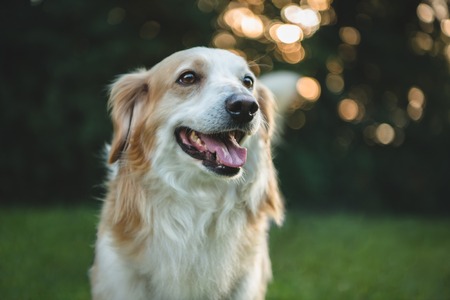 Portrait of a happy cute in nature.の写真素材