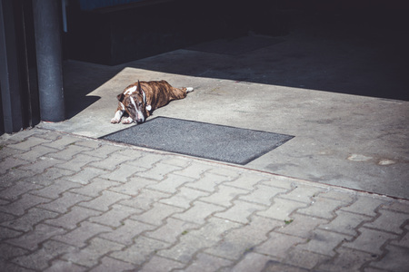 Dogs relaxes laying on concrete floor during the day.の写真素材