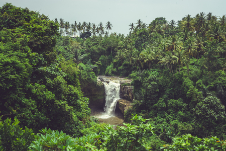 Tropical waterfall in the jungle.の写真素材