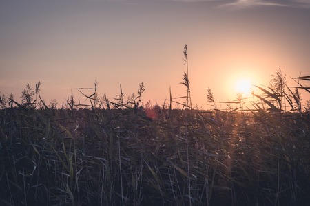 Lovely sunset on field