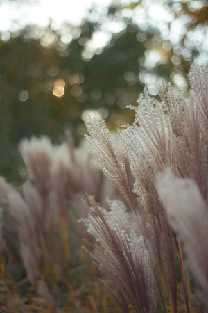 Close up of feather grass, backgroundの写真素材