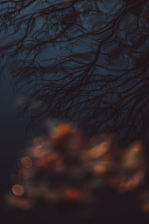 Golden autumn leaves in a puddle with tree reflectionの写真素材