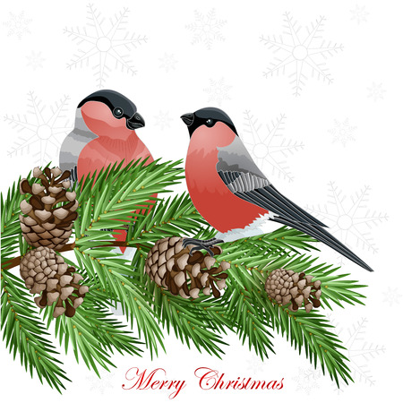 Card with fir tree branches and bullfinch birdsのイラスト素材