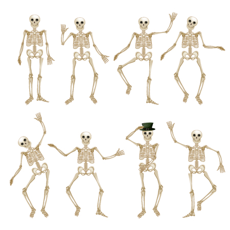 Human skeleton setのイラスト素材