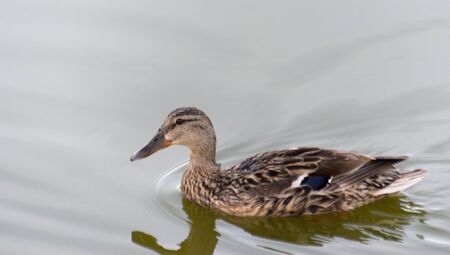 duck swimming in the waterの写真素材
