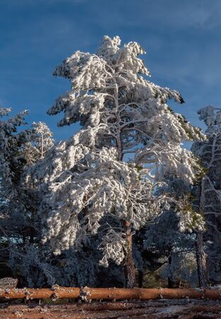 Snowy pine in the forest waiting to be cut down for Christmasの写真素材