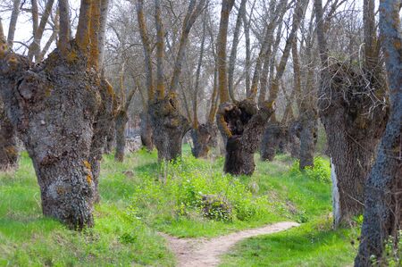 path separation in the colorful forestの写真素材