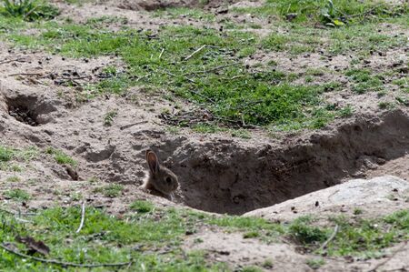 rabbits watching over their burrow