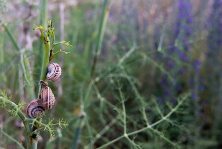 three snails on a plant with blur backgroundの写真素材