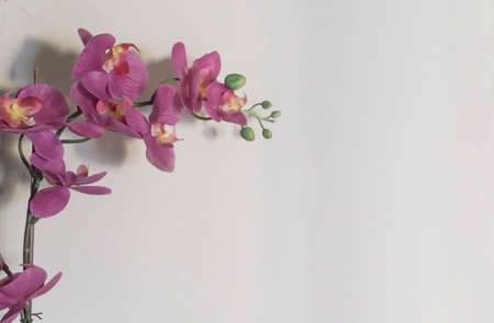 background of pink orchid flowers on white background