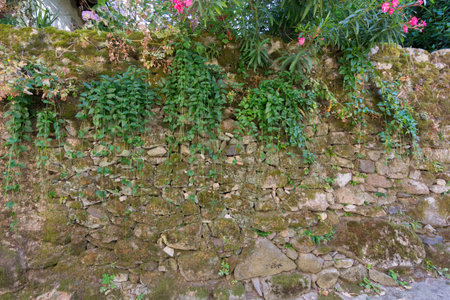 natural stone wall covered with colorful vegetationの写真素材