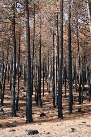 Landscape of burnt pine forestの写真素材