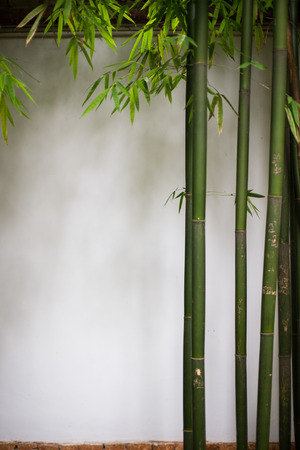 Bambooの写真素材