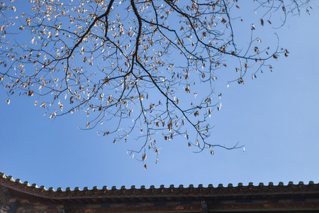 Branch