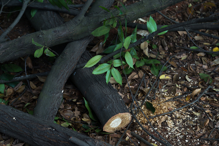 Broken logs on the ground の写真素材
