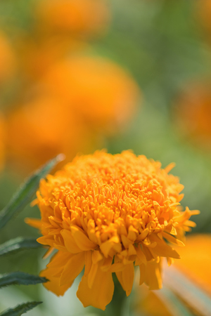 Marigold (Calendula officinalis)の写真素材