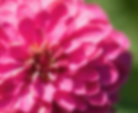 Zinnia flower,closeup of red Zinnia flower in full bloom,Youth-and-old-age flower ,blurの写真素材