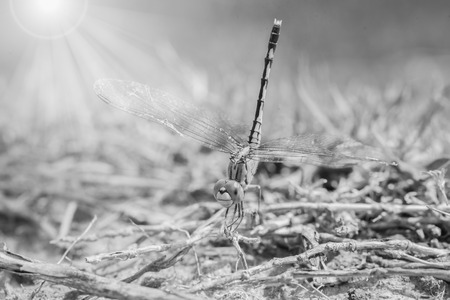 Resting dragonfly , black and whiteの写真素材