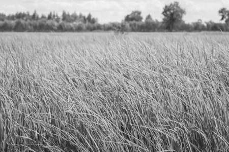 Rice field green grass blue sky cloud cloudy landscape , black and whiteの写真素材