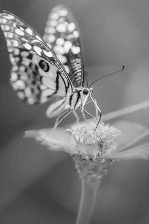 Butterfly and Beautiful flower , black and white