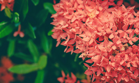 Ixora flowers in the garden at the park ,vintageの写真素材