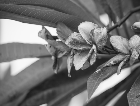 Luntom, Plumeria Flower , black and whiteの写真素材