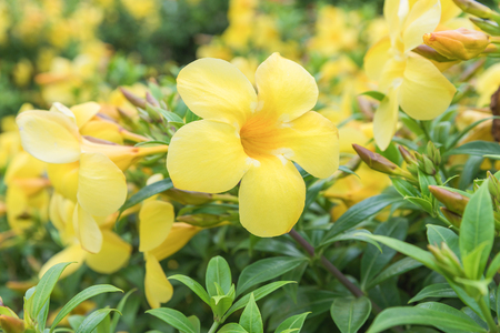 Allamanda, beautiful yellow flowerの写真素材