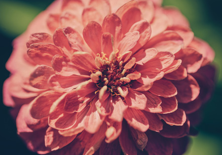Zinnia flower,closeup of red Zinnia flower in full bloom,Youth-and-old-age flower,vintageの写真素材