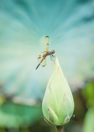 Close-Up of a Dragonfly Perched on a Perfect Unopened Lotus Blossom Verticalの写真素材