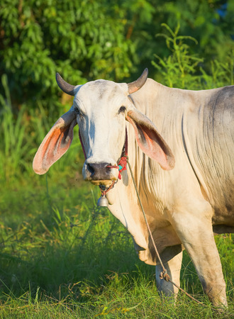 Thailand cow asia animal forestの写真素材