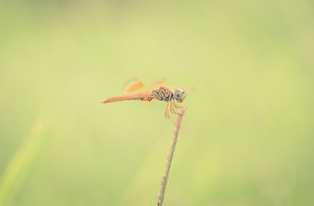 ,vintageの写真素材