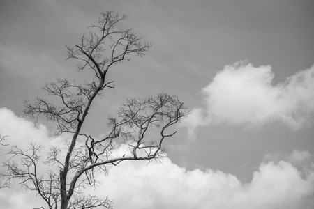 dead tree against blue sky , black and whiteの写真素材