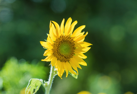 Helianthus annuus - sunflower - Seeds of ripen sunflowersの写真素材