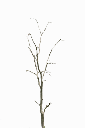 dead tree againstの写真素材